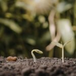 Per kiek laiko sudygsta sėklos: kantrybės mokslas ir sėkmės formulė