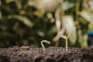 Per kiek laiko sudygsta sėklos: kantrybės mokslas ir sėkmės formulė