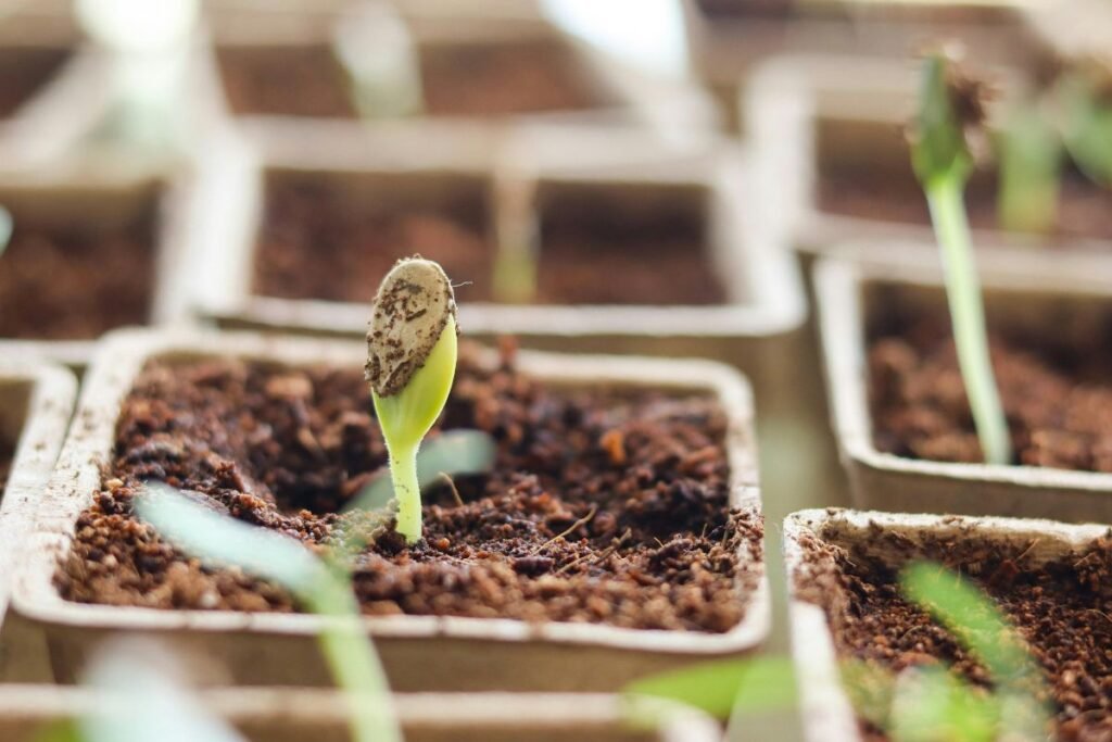 Kodėl sėklos nesudygsta: dažniausios klaidos