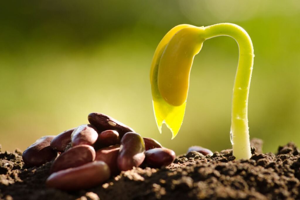 Per kiek laiko sudygsta sėklos: daržovės (lentelė)