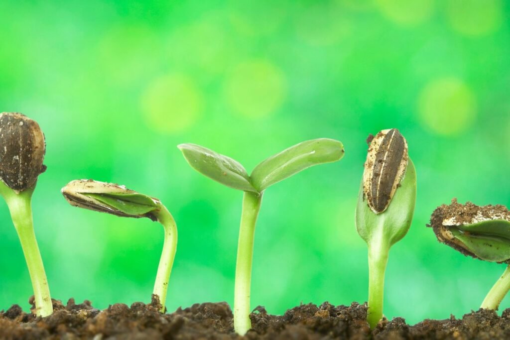 Per kiek laiko sudygsta sėklos: gėlės (lentelė)