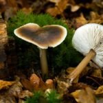 Sviestinė plempė – valgomas, bet retai renkamas grybas. Kodėl vertas dėmesio?