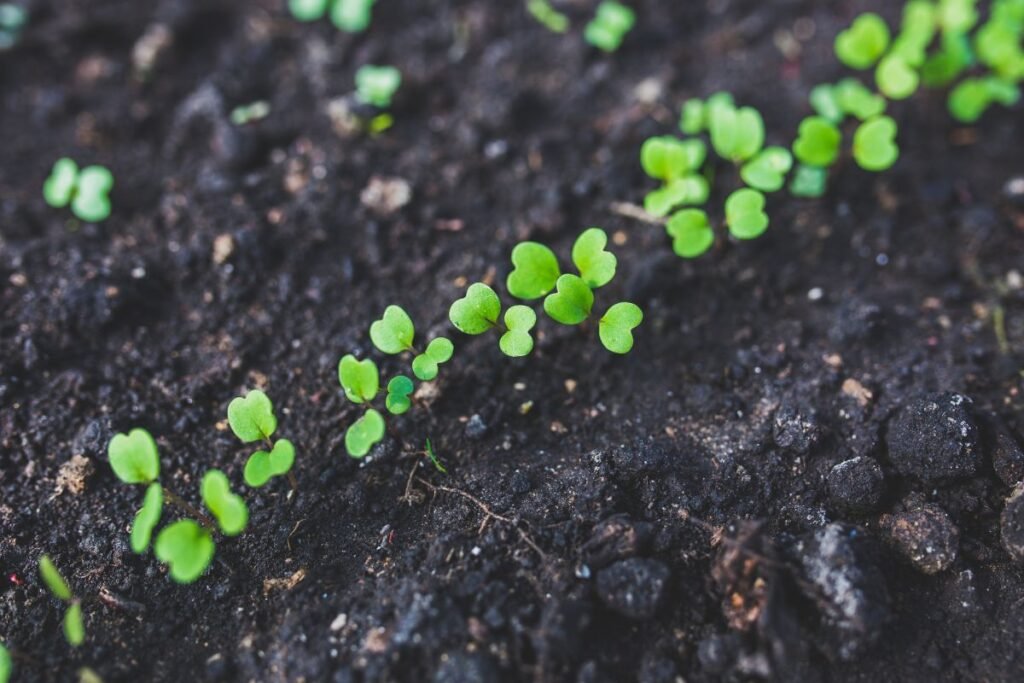 Sėjamoji gražgarstė: auginimas