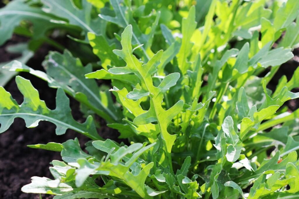 Kaip atpažinti rukolą?