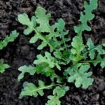 Rukola arba gražgarstė – savito skonio žalumynas, kuris puikiai auga ir Lietuvoje. Kodėl ji tokia populiari?