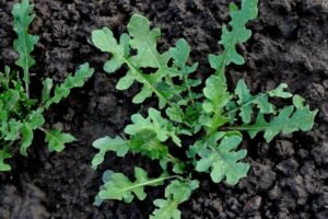 Rukola arba gražgarstė – savito skonio žalumynas, kuris puikiai auga ir Lietuvoje. Kodėl ji tokia populiari?