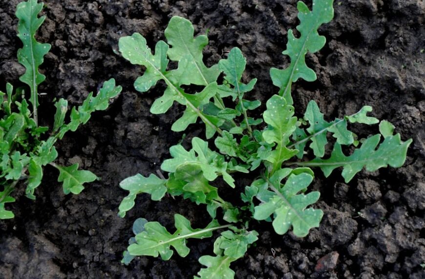 Rukola arba gražgarstė – savito skonio žalumynas, kuris puikiai auga ir Lietuvoje. Kodėl ji tokia populiari?