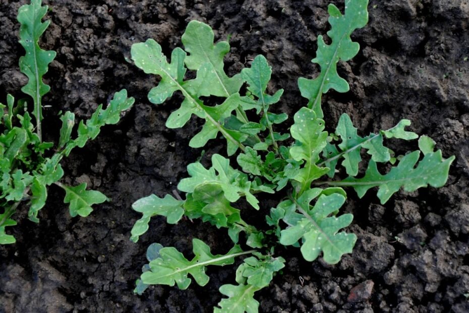 Rukola arba gražgarstė – savito skonio žalumynas, kuris puikiai auga ir Lietuvoje. Kodėl ji tokia populiari?