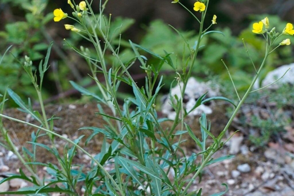 Rukola ir siauralapis šatreinis – ar tai tas pats?