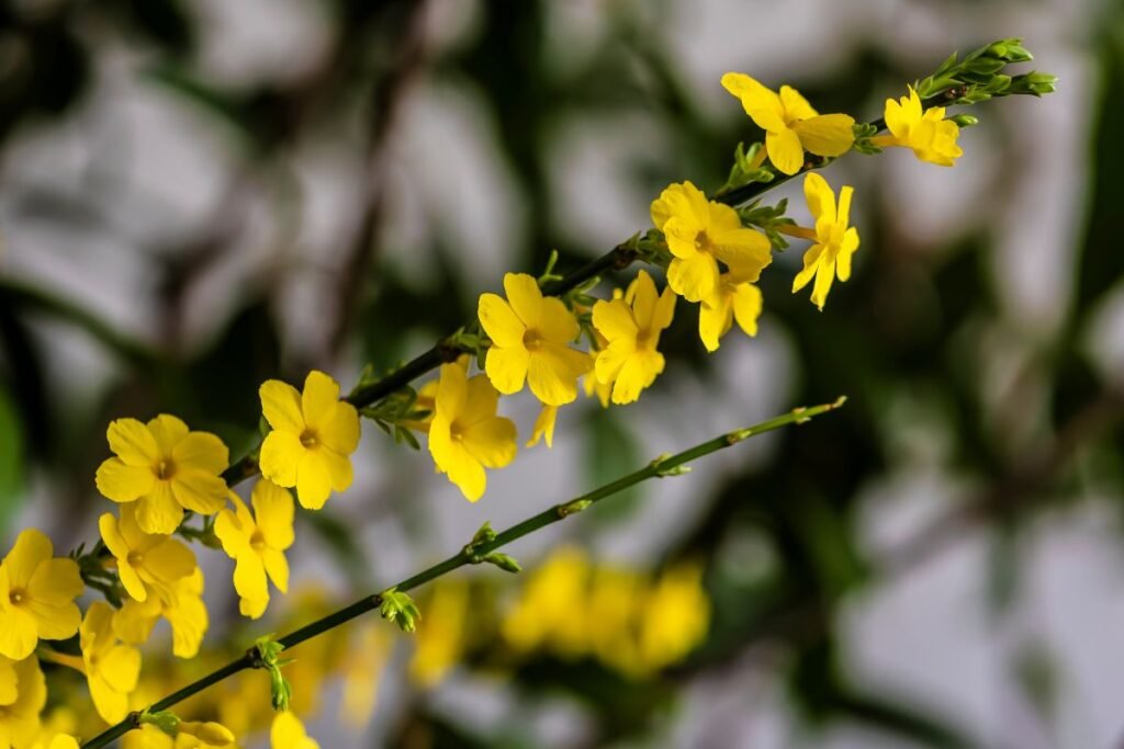 Jazminaitis – aromato karalius