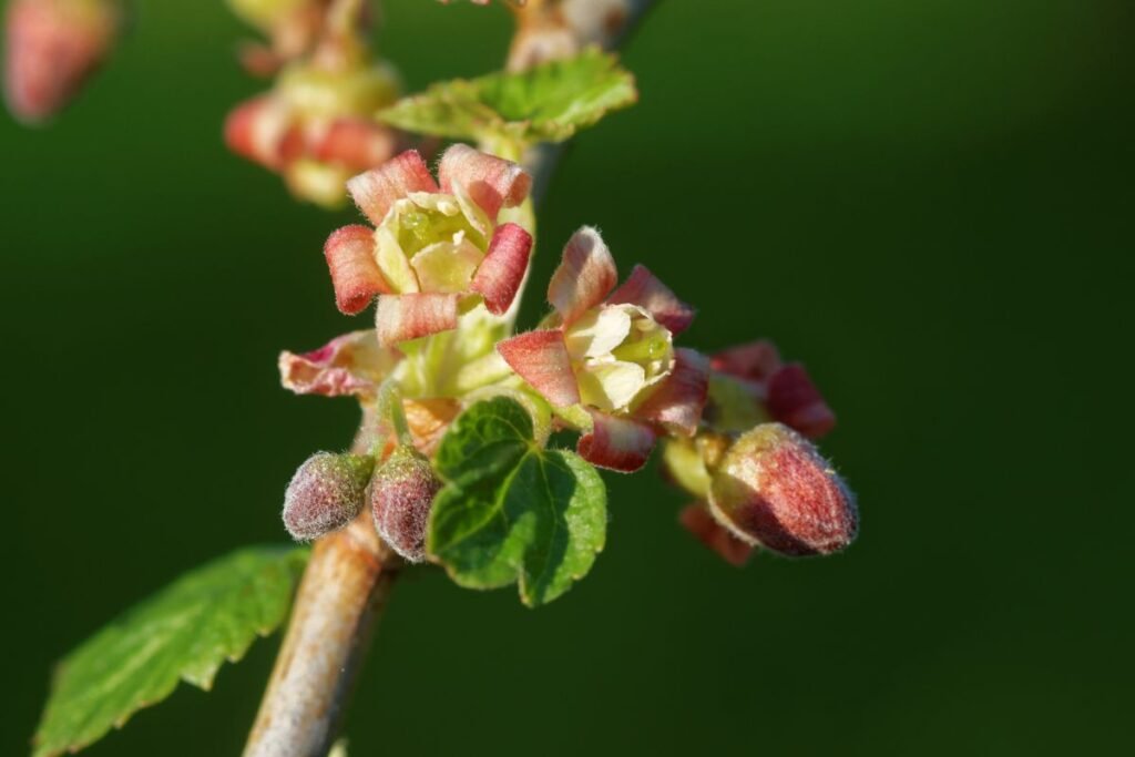 Serbentai ir agrastai – žalumo gurkšnis
