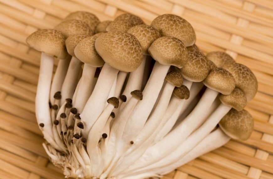 Shimeji grybų paruošimas: sužinokite, kaip tinkamai paruošti ir pagaminti buko grybus?