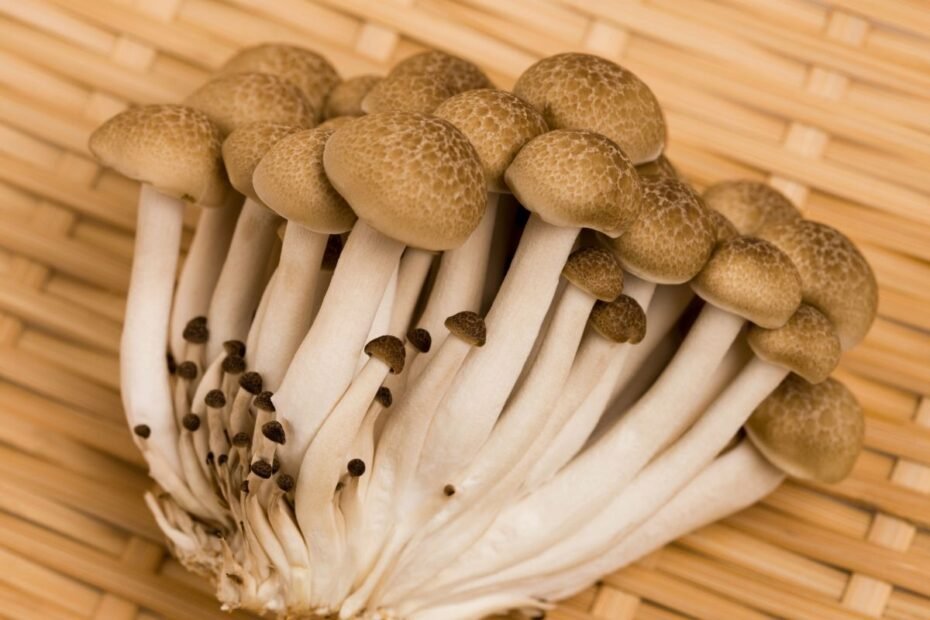 Shimeji grybų paruošimas: sužinokite, kaip tinkamai paruošti ir pagaminti buko grybus?