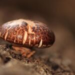 Šitake grybų auginimas namuose: kaip užsiauginti kvapnų derlių ant durpių briketų?