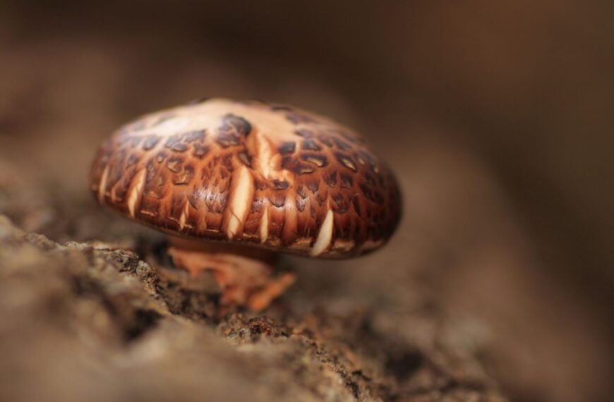 Šitake grybų auginimas namuose: kaip užsiauginti kvapnų derlių ant durpių briketų?