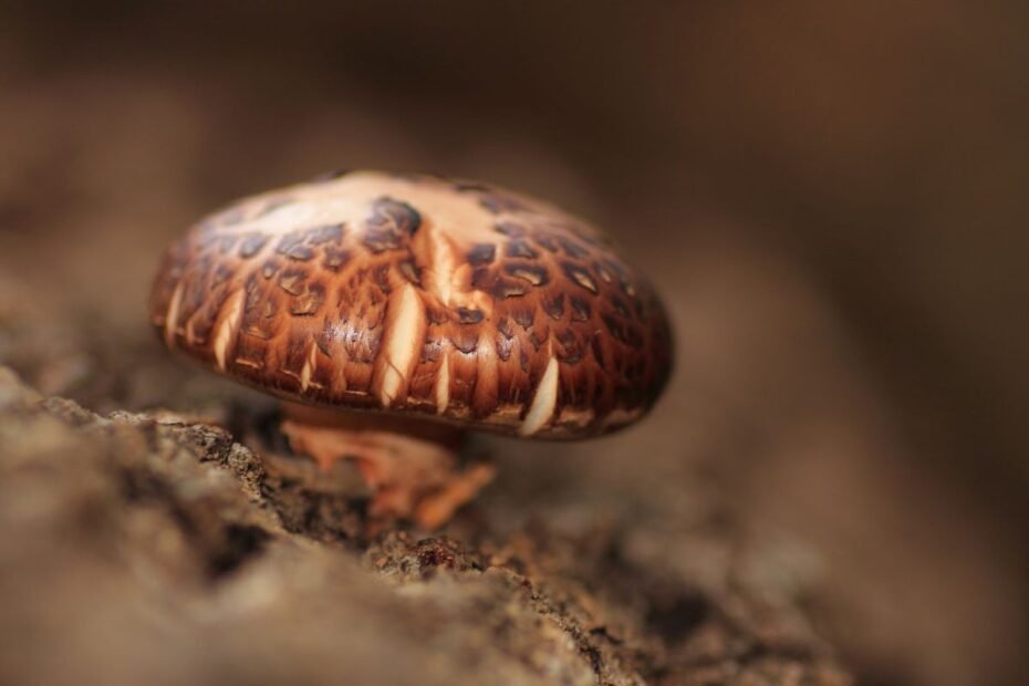 Šitake grybų auginimas namuose: kaip užsiauginti kvapnų derlių ant durpių briketų?