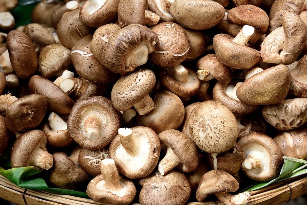 Šitake grybų auginimas: dažniausios klaidos ir kaip jų išvengti