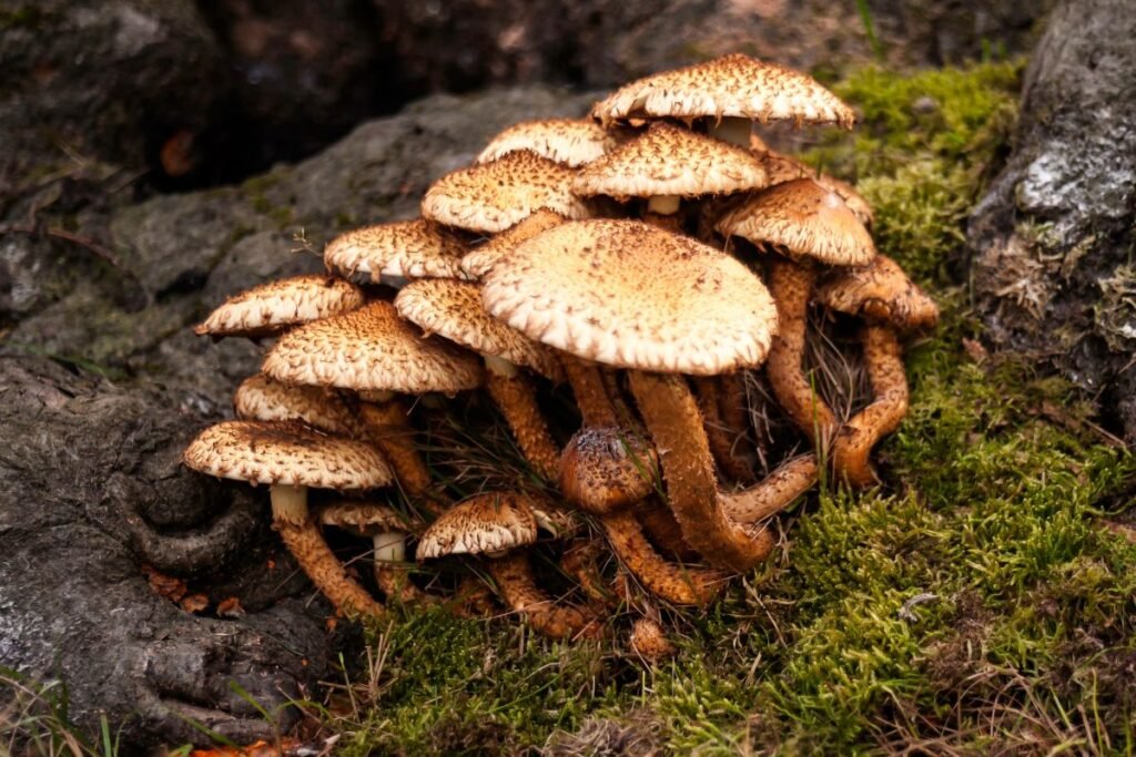 Kaip atskirti skirtingas skujagalvių rūšis?