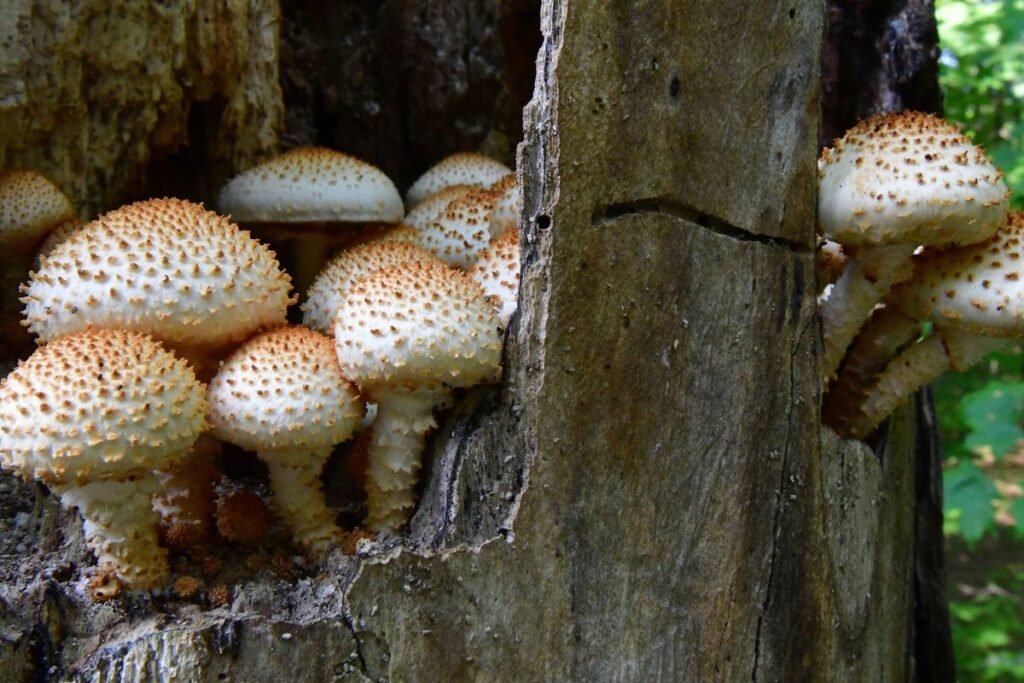 Kur ir kada auga skujagalvė?