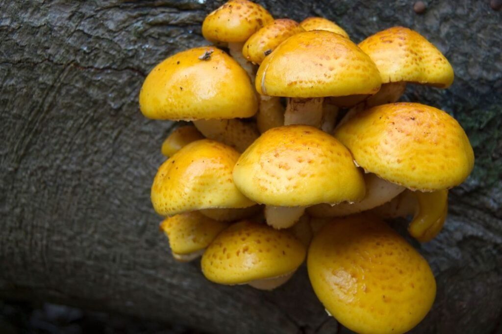 Kaip atskirti skirtingas skujagalvių rūšis?