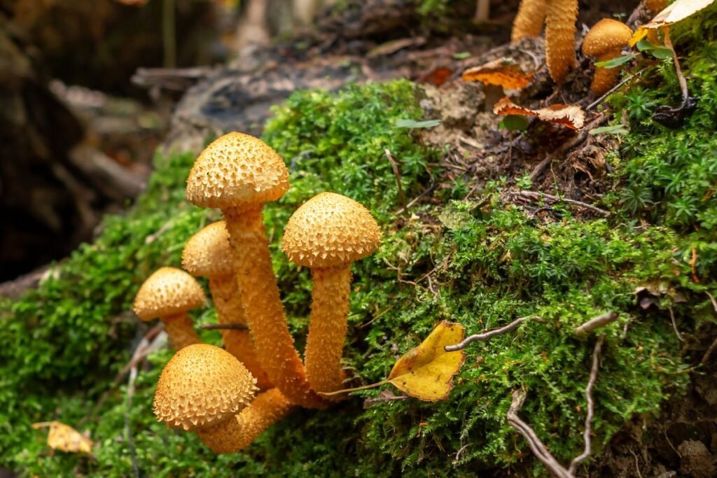 Kaip atskirti skirtingas skujagalvių rūšis?