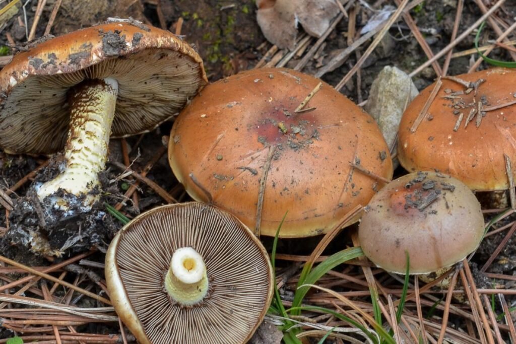 Kaip atskirti skirtingas skujagalvių rūšis?