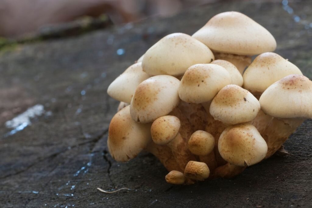 Kaip atskirti skirtingas skujagalvių rūšis?