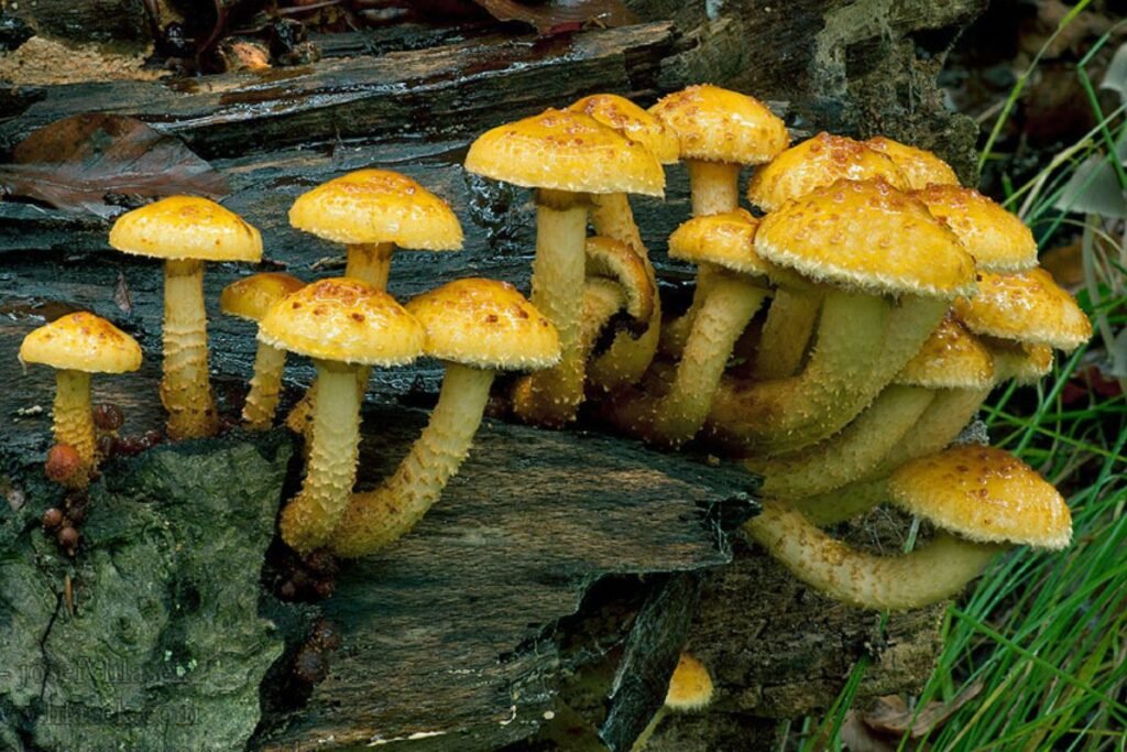 Skujagalvė kulinarijoje ir medicinoje