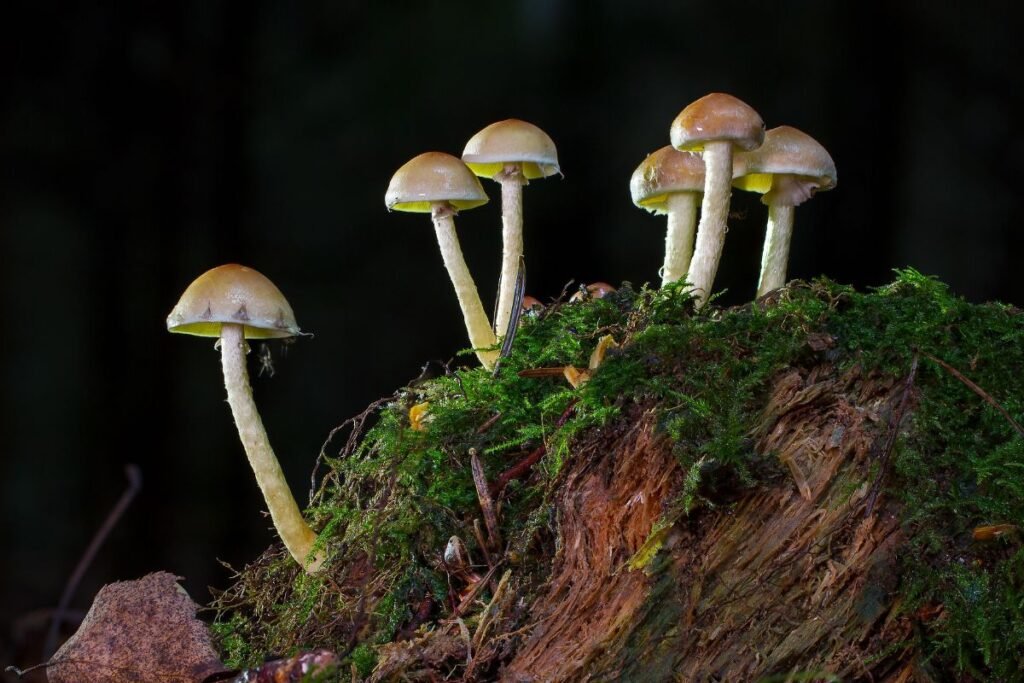 Skujagalvė kulinarijoje ir medicinoje