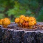 Skujagalvė – žvynuotoji miško gydytoja. Kaip atpažinti šį grybą?