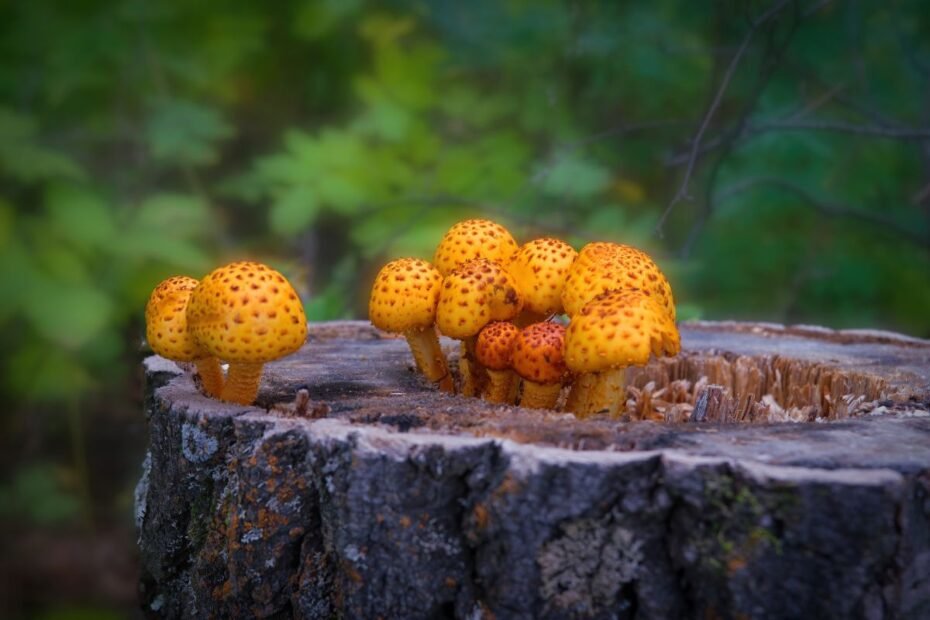 Skujagalvė – žvynuotoji miško gydytoja. Kaip atpažinti šį grybą?