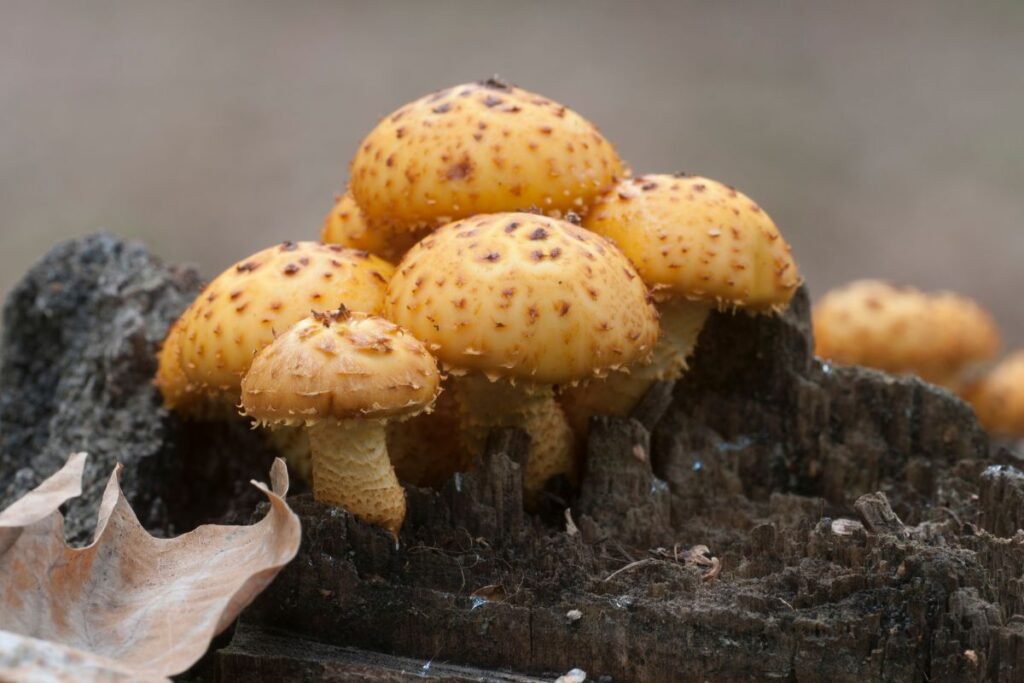 Skujagalvė: charakteristika ir paplitimas