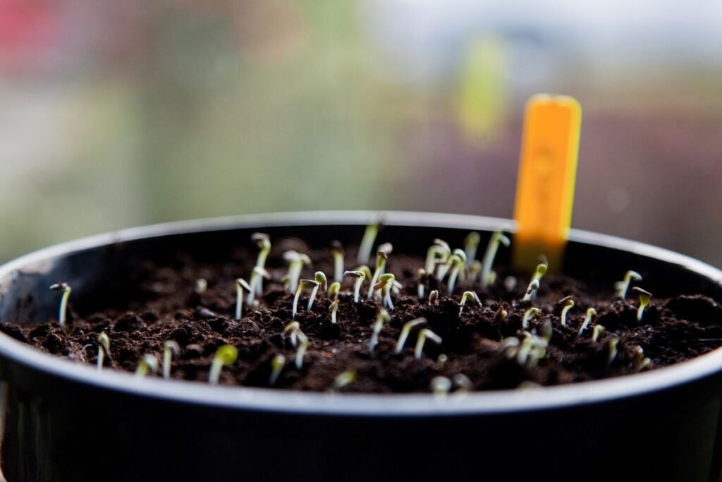 Didysis sėjos maratonas: gyvybė ant jūsų palangės