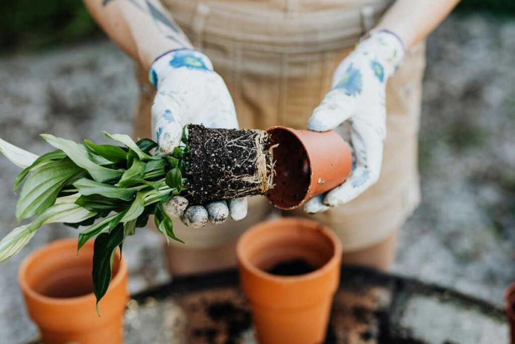 Kambarinės gėlės: pavasarinis restartas