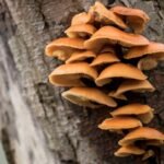 Ugniabudė – žieminis miško stebuklas, atpažįstamas iš ryškių kepurėlių ir juodo koto. Ar žinote šį grybą?