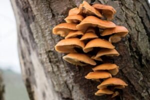 Ugniabudė – žieminis miško stebuklas, atpažįstamas iš ryškių kepurėlių ir juodo koto. Ar žinote šį grybą?