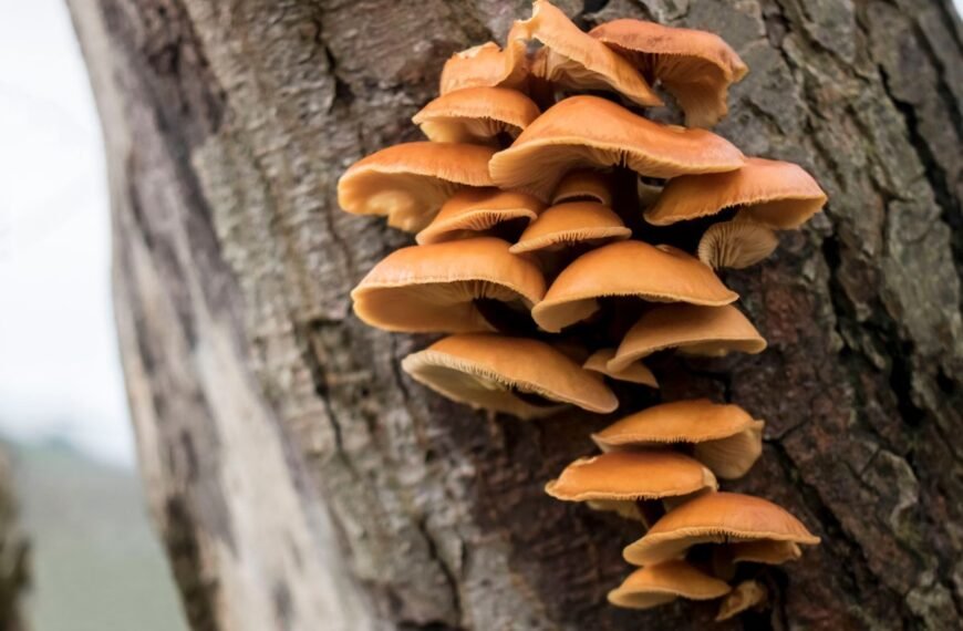 Ugniabudė – žieminis miško stebuklas, atpažįstamas iš ryškių kepurėlių ir juodo koto. Ar žinote šį grybą?