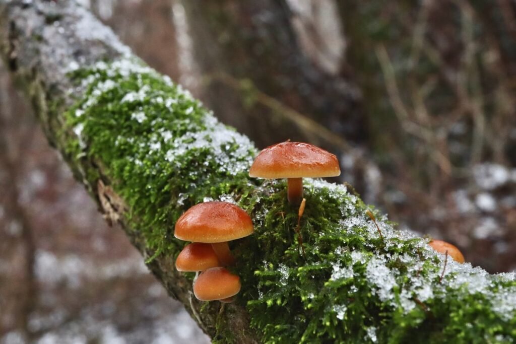 Ugniabudė: kaip atpažinti?