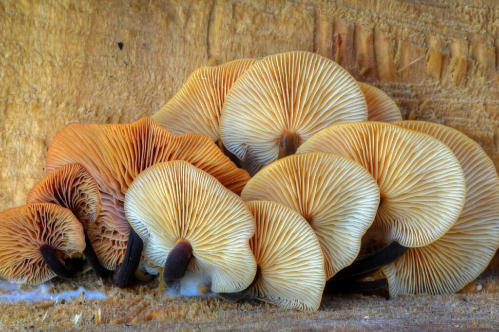 Patarimai grybautojams