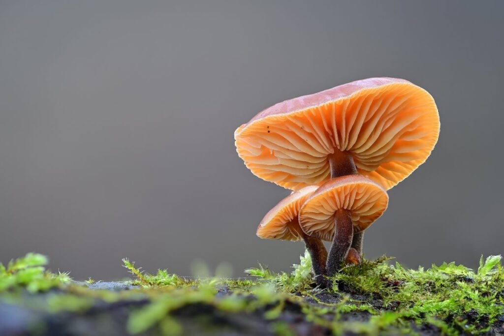 Juodkotė ugniabudė – vienintelė Lietuvos rūšis