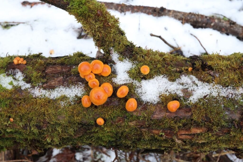 Ugniabudė: nauda sveikatai ir maistinė vertė