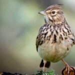 Vieversio diena: kaip šią pavasario šventę minėjo protėviai ir ką ji reiškia sodininkams?