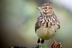 Vieversio diena: kaip šią pavasario šventę minėjo protėviai ir ką ji reiškia sodininkams?