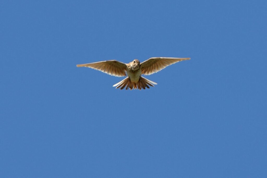 Vieversio diena – pavasario pranašo sugrįžimas