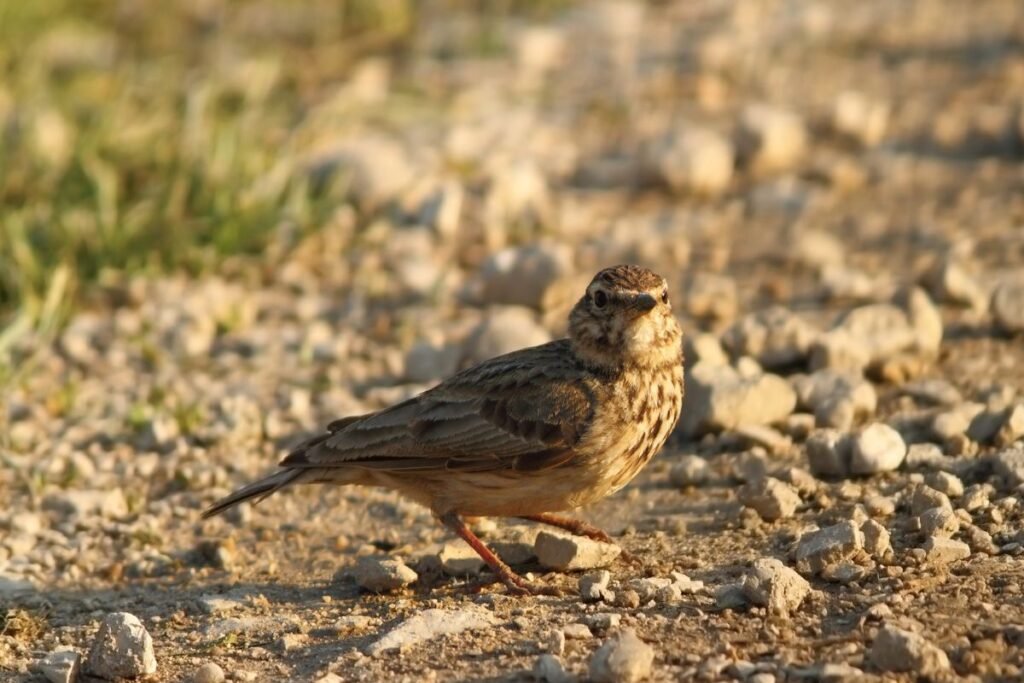 Vieversio diena vaikams – greičio išbandymas