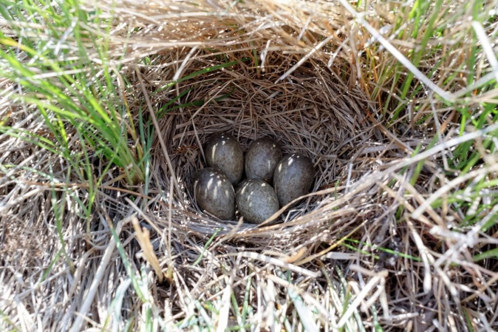 Vieversio lizdo vieta – vasaros orų pranašas