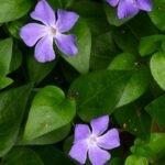 Žiemė – amžinai žaliuojantis kiliminis augalas. Kuo išskirtinė ir kaip auginama?