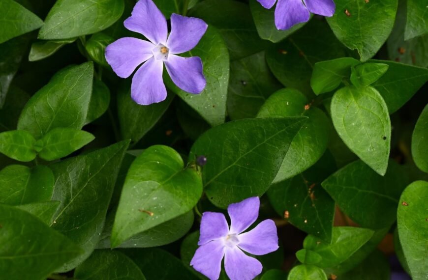 Žiemė – amžinai žaliuojantis kiliminis augalas. Kuo išskirtinė ir kaip auginama?