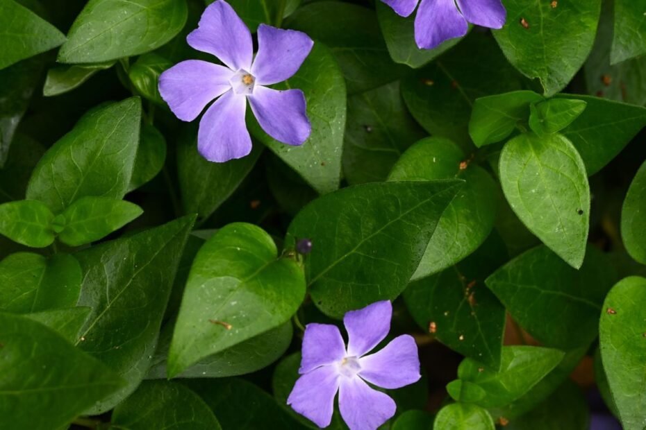 Žiemė – amžinai žaliuojantis kiliminis augalas. Kuo išskirtinė ir kaip auginama?