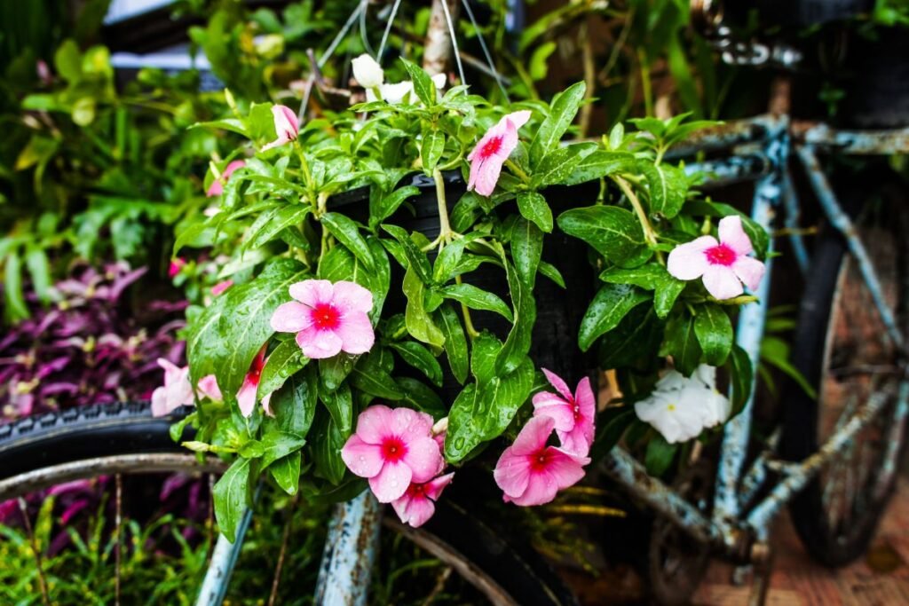 Kur naudinga žiemė?